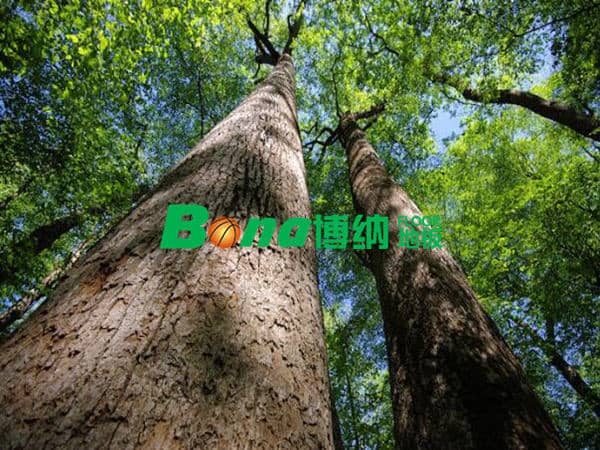 2018年木材資源進(jìn)一步緊缺，運(yùn)動(dòng)木地